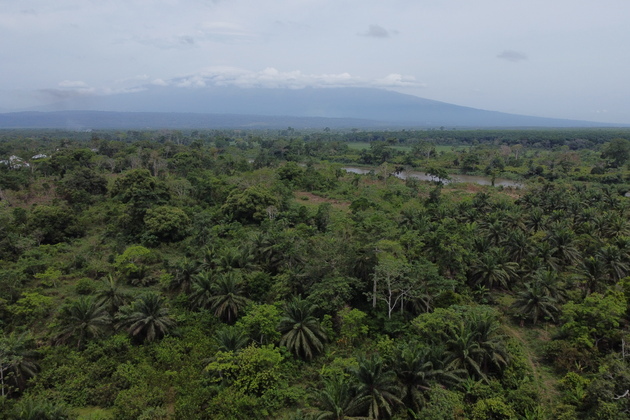 CAMEROON-BUEA-COCOA PLANTATION