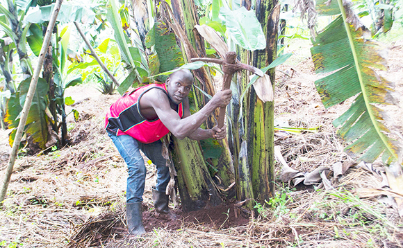 Omu ku bakozi b'omusumba Mukiibi ng'asigula endu Omu ku bakozi b'omusumba Mukiibi ng'asigula endu