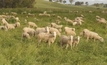 Sheep feedlotting workshops in WA