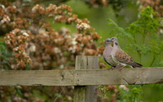 Festive icon saved: Farmers help revive turtle dove numbers