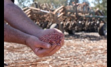  Barley planting is underway around Australia as part of a unique production system which uses non-GMO, herbicide-tolerant barley traits. Image courtesy CoAXium. 