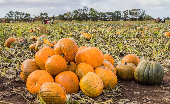 Pumpkin picking grows in popularity