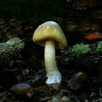 Death Cap Murders portrays Erin Patterson as a woman who craved community - and would 'stop at nothing'