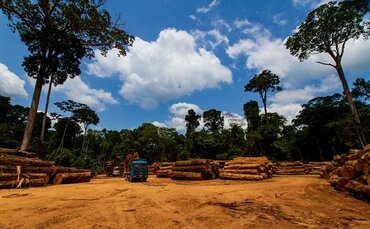 Corporate failure on deforestation putting their net zero
goals at risk, report warns