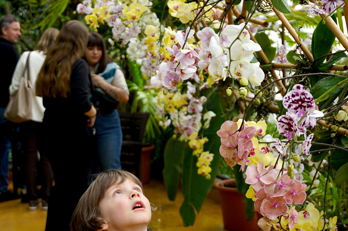 CZECH REPUBLIC-PRAGUE-ORCHID EXHIBITION