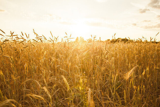 Russian grain exports to Africa surge  data