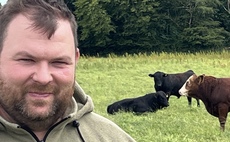 Results revealed for Deeside Monitor Farm trial finishing bulls at grass