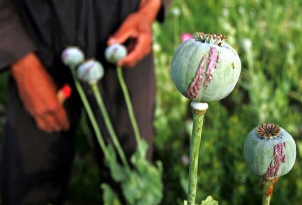 UN body expresses concerns over possible narcotics production, smuggling in Afghanistan under Taliban