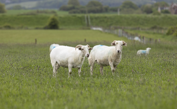 Essex Wildlife Trust uses Wiltshire Horn sheep for conservation grazing