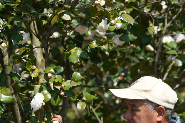 (ZhejiangPictorial)CHINA-ZHEJIANG-JINHUA-CAMELLIA CULTIVATOR (CN)