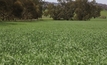 Growers embrace herbicide resistance management