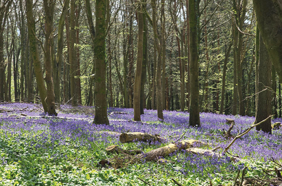Screwfix renews partnership with Woodland Trust in Dorset