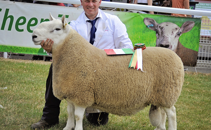 Melfyn Williams winning the North Country Cheviot champion at the Royal Welsh Show in 2013.