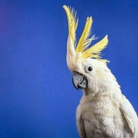 Body rolls and headbanging: we found cockatoos have 30 different dance moves