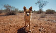 A friendly NT local.