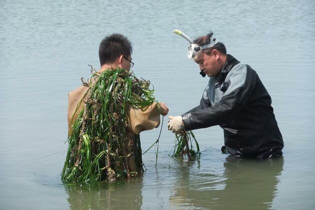 Planting grass at sea: Chinese scientists' efforts in marine ecological restoration