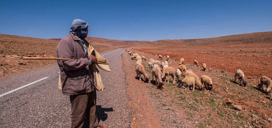 Australian livestock will be sent to drought-stricken Morocco, after a new protocol was signed with the country, to support its decimated herds. 