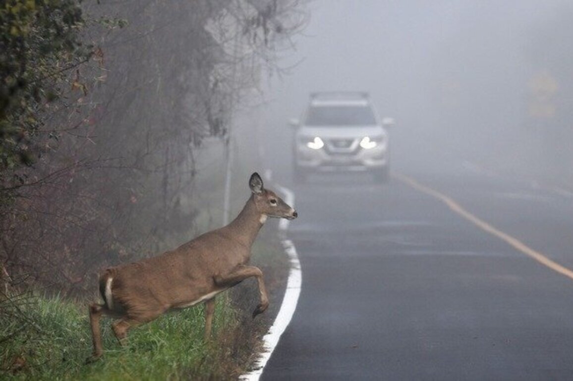 Wildlife collisions continue to pose risk for West Virginians