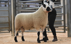 Auction mart sales round up: Lanark Kerry Hill's sell to 7,800gns; Kirkby Stephen Mule gimmer average up on the year;  Luing bull tops Working Genes production sale at £17,250