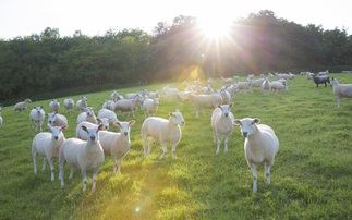 Bluetongue vaccine licence available in England