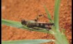  Locust plague 