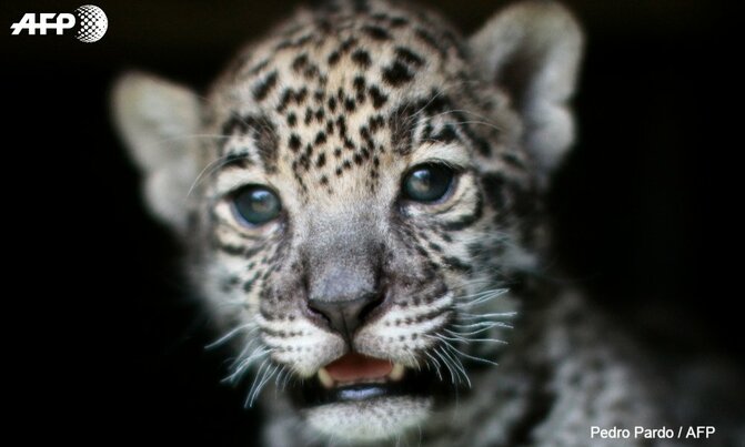 Mexico jaguar population grows 20% in eight years Mexico jaguar population grows 20% in eight years