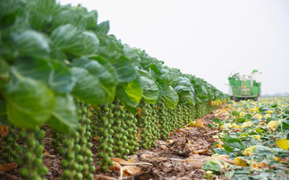 Study claims 50 million sprouts will be binned this Christmas