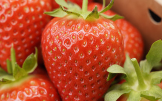 Strawberry season delayed but 'worth the wait', say growers