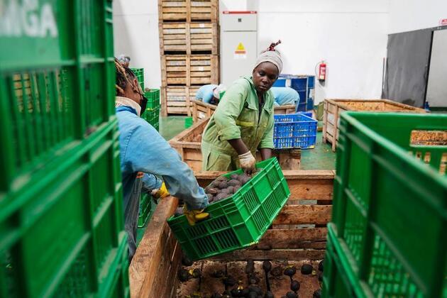 Xinhua Headlines: African exporters reap early benefits of China's zero-tariff treatment