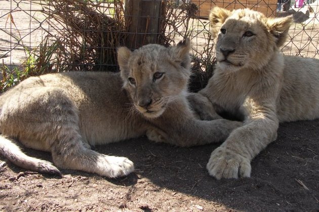 Captive lion breeding in South Africa: the case for a total ban