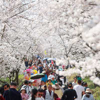 (GloriousGuizhou)CHINA-GUIZHOU-GUI'AN-CHERRY BLOSSOMS (CN)