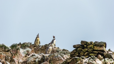 Humboldt penguin and two plants that are a food source and habitat for the tricahue, an endangered parrot, are close to the proposed mine