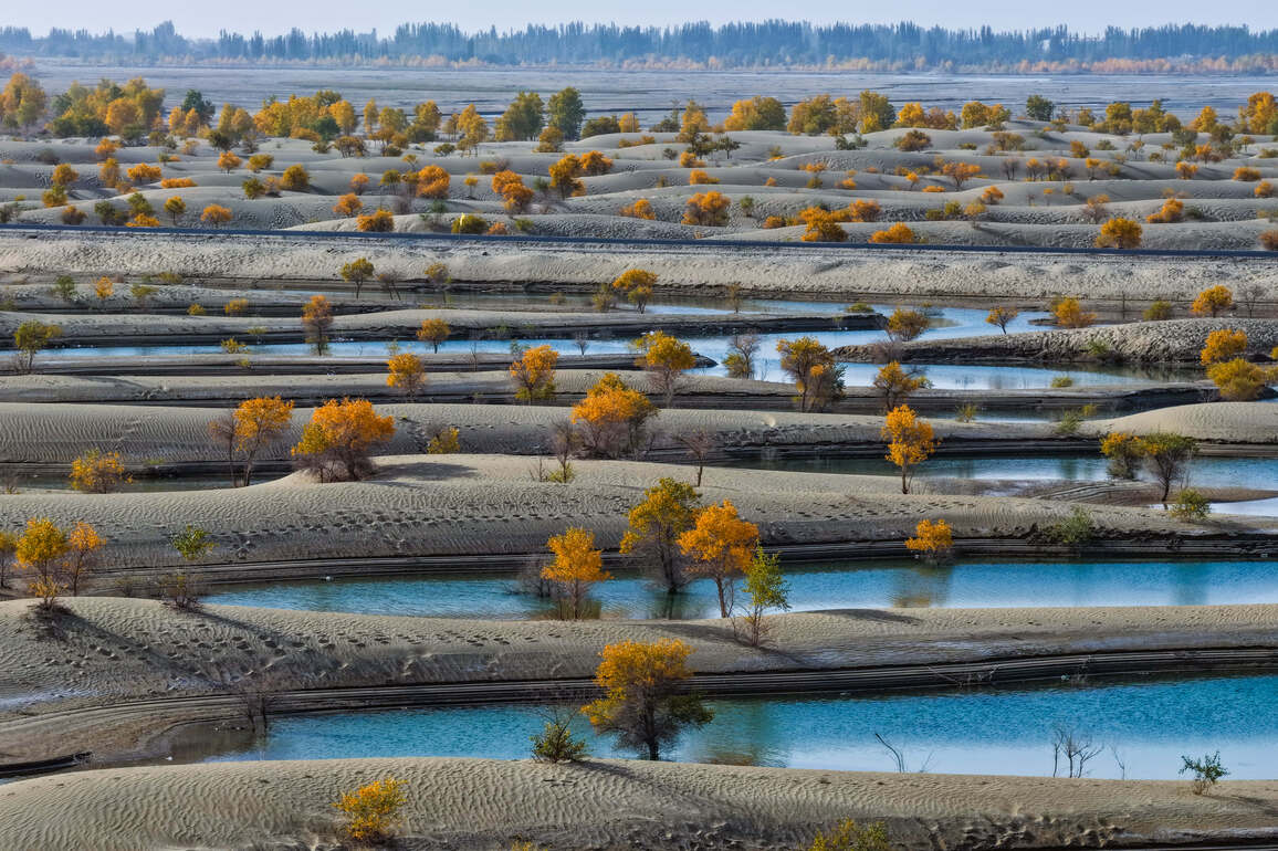 CHINA-XINJIANG-HOTAN-POPULUS EUPHRATICA-SCENERY (CN)