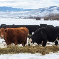 Wolf depredation- the tie should go to the ranchers (Letters)