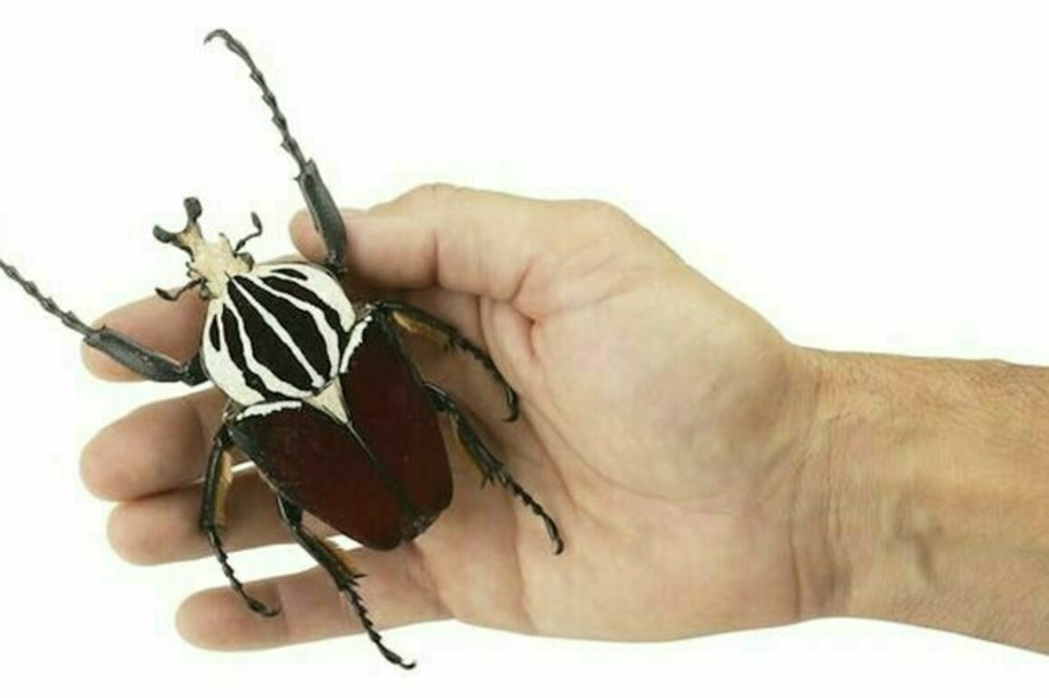 Le plus grand insecte du monde est menace d'extinction : comment sauver deux espces de scarabees Goliath d'Afrique