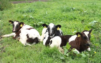 Shropshire farmer welcomes rare calf triplets on farm