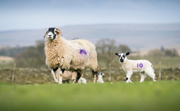 OPINION: "We hope to champion a new entrant farmer in his success so far and his appetite for the future"