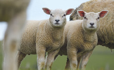 Farmer flabbergasted as lamb spontaneously stolen from roadside field