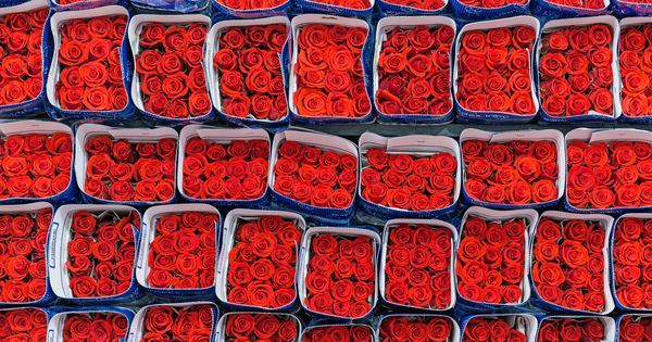 Valentine's Day: Climate change threatens rose production, analyst