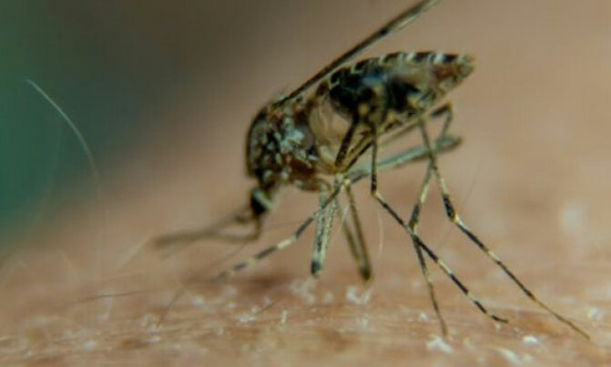 Global fight against malaria has stalled, WHO warns Global fight against malaria has stalled, WHO warns