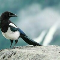 US bird population is declining