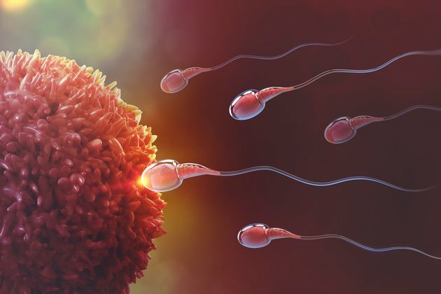 Sperm has fooled scientists for 350 years - they spin not swim