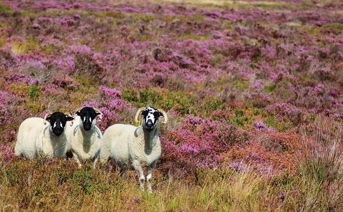 Heather and fungi a viable alternative to anthelmintics?