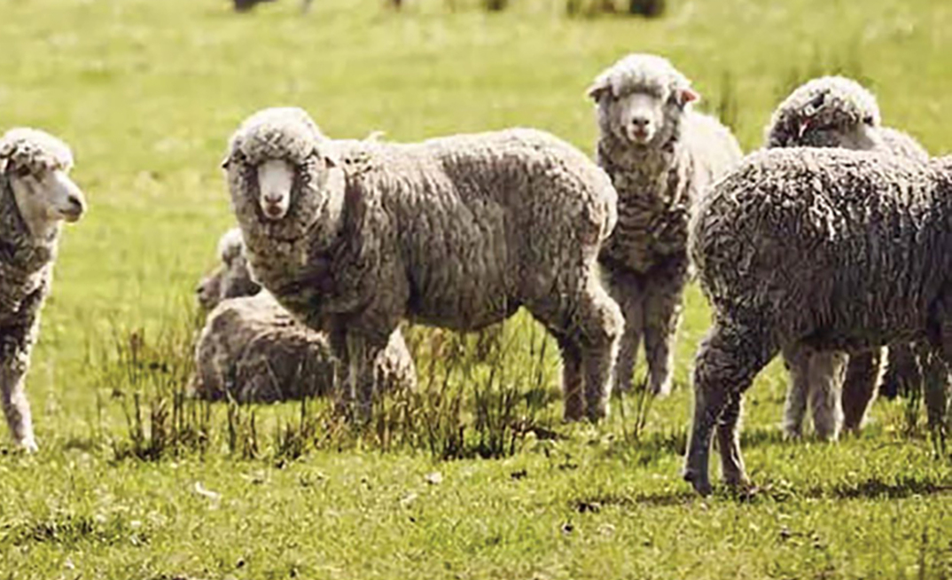 A sheep and pasture production management tool