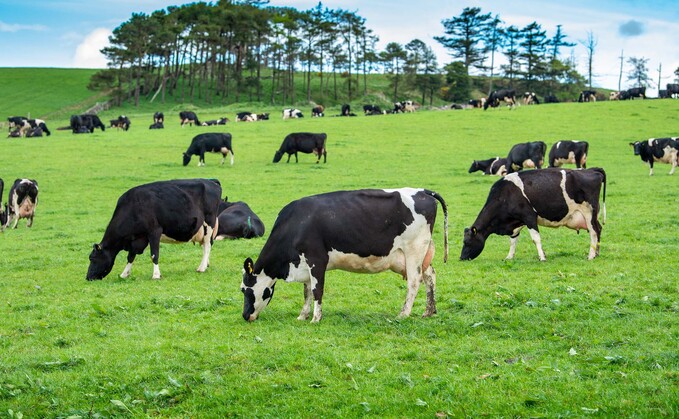 Farmers have taken to crowd funding in order to secure feed for cattle Farmers have taken to crowd funding in order to secure feed for cattle