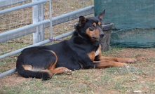  A new video provides advice and tips for working dogs and muzzles. Picture Mark Saunders.