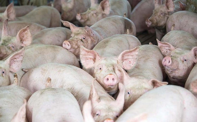 China export loss blamed as pig processor declares Scottish operation 'unsustainable'