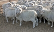 Online guide for sheepmeat producers