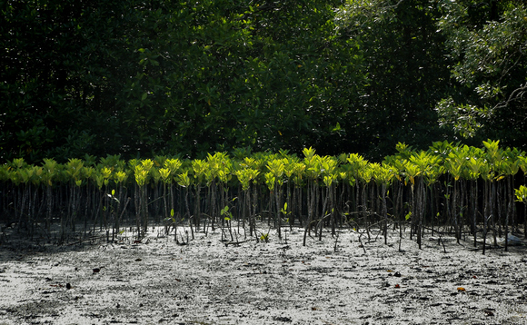 Young mangrove planting and restoration can help drive down emissions and prevent coastal erosion