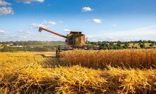 Europe has been hit with an intense heatwave, as wheat harvest gets underway. 